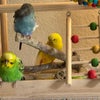 Photo 6: My lil room buzzards