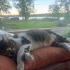 Photo 7: Mochi says, “I don’t care how gorgeous the view is outside”