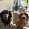 Photo 5: Honey and Snoopy 