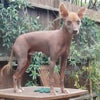 Photograph of Jai