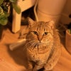 Photograph of hitsuji