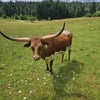 Photo 2: Texas Longhorns 