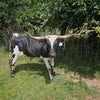 Photo 3: Texas longhorn 