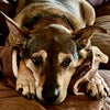 Photo 6: My Senior dog