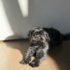 Photo 7: The dog.