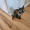 Photo 8: Resident cat