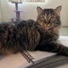 Photo 5: Duchess the Cat