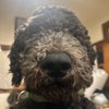 Photo 8: House Mascot