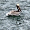 Photo 7: Lots of bird life
