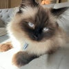 Photo 5: Cat Therapy