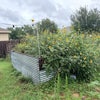 Photo 8: One of several raised garden beds