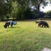 Photo 8: Resident doggos 