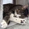 Photo 9: Cat