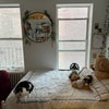 Photo 2: Room Staged (cat not included)