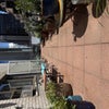 Photo 7: Terrace