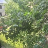 Photo 7: Backyard