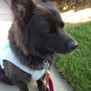 Photo 9: My dog
