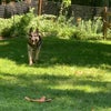 Photo 6: My GSD