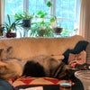 Photo 4: My dog on furniture
