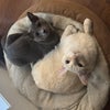 Photo 4: Coco and Smog