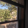 Photo 4: Trees on street window view