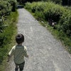 Photo 4: A walk in the park 