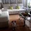 Photo 5: My dog, Bruno, in the living room