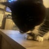 Photo 3: my cat doobie <3