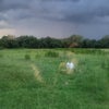 Photo 9: Part of back yard