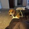 Photo 7: Dog