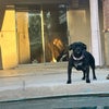 Photo 7: These are 3 out of the 4 female resident pets (Phoebe, Genie, Misses Moo)