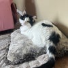 Photo 8: This is the 4th female resident Pet (Luna)