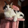 Photo 2: Dory my sweet calico.