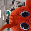 Photograph of Apo