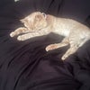 Photo 2: My pet :3
