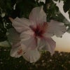 Photograph of Ananya 