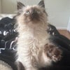 Photo 4: my cat (Lunnie)