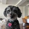 Photo 8: Mini dog mate (hypoallergenic)
