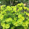 Photo 9: Beautiful foliage