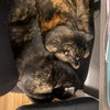 Photo 4: Adorable Feline Roomies