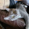 Photo 2: My kitty, Griddle