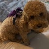 Photo 3: My Service Animal