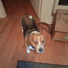 Photo 5: Bailey my Beagle