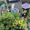 Photo 4: View of yard from roof