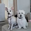 Photo 7: Two small dogs on premises.