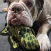 Photo 3: This is Toby- My Husbands ESA
