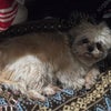 Photo 4: This is Honey- My ESA