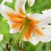 Photograph of Lily