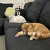 Photo 9: Our cats Storm and Jovie