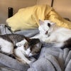 Photo 3: My two cats sleep most of the day